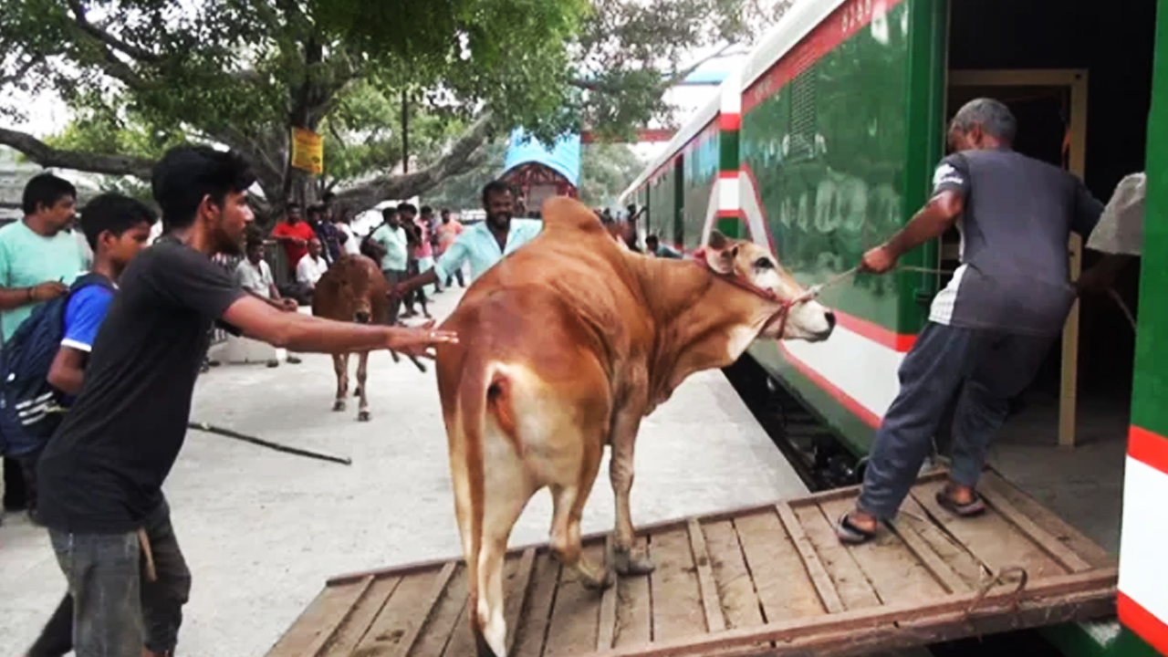কোরবানির পশু পরিবহনে চলবে ৩টি ট্রেন