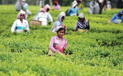 চা শিল্পের কর্মচারীদের মূল বেতন বাড়বে ৫% হারে