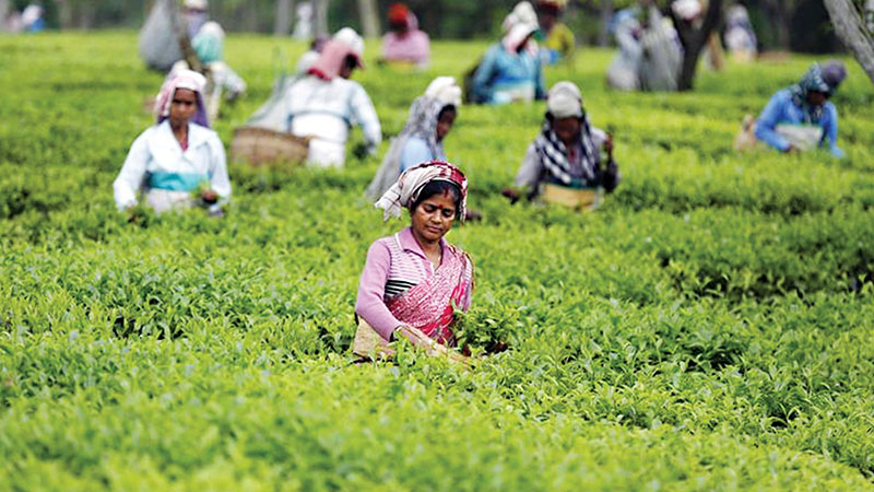 চা শিল্পের কর্মচারীদের মূল বেতন বাড়বে ৫% হারে