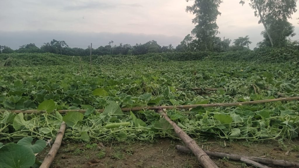 পঞ্চগড়ে রাতের আধারে ছয় শতাধিক লাউগাছ কর্তন, কৃষকের ক্ষতি প্রায় পাঁচ লক্ষ টাকা
