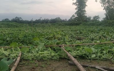 পঞ্চগড়ে রাতের আধারে ছয় শতাধিক লাউগাছ কর্তন, কৃষকের ক্ষতি প্রায় পাঁচ লক্ষ টাকা