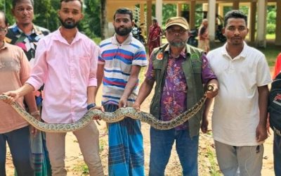 শেরপুরে গারো পাহাড় থেকে বিরল প্রজাতির বার্মিজ পাইথন উদ্ধার