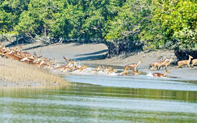 সবার জন্য উন্মুক্ত হচ্ছে সুন্দরবন