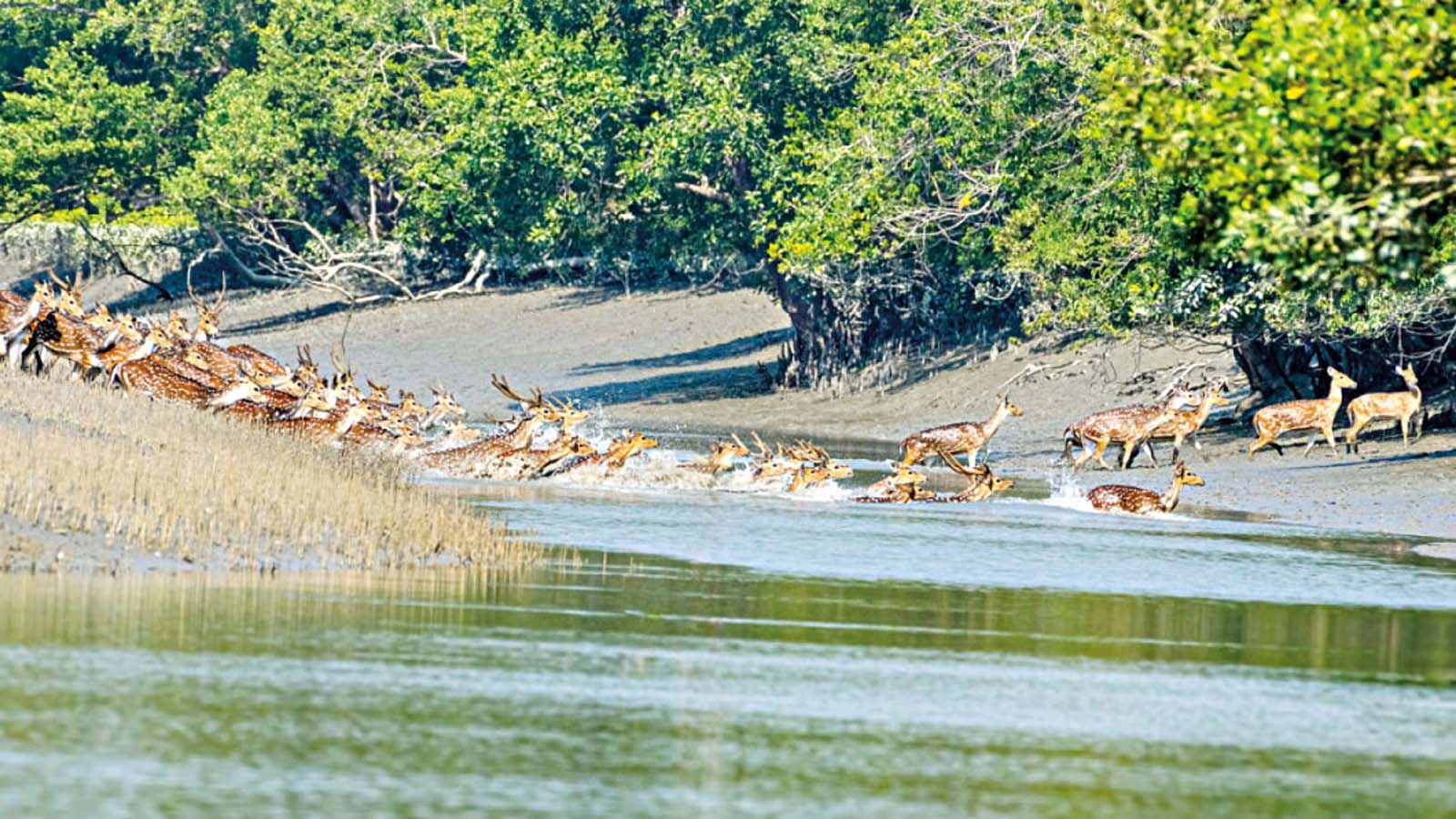 সবার জন্য উন্মুক্ত হচ্ছে সুন্দরবন
