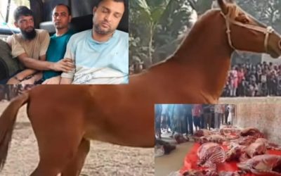 দিনাজপুরে ঘোড়া জবাই করে গরুর মাংস বলে বিক্রির অপরাধে ৩ জনের কারাদণ্ড