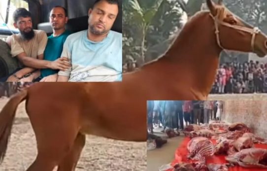 দিনাজপুরে ঘোড়া জবাই করে গরুর মাংস বলে বিক্রির অপরাধে ৩ জনের কারাদণ্ড