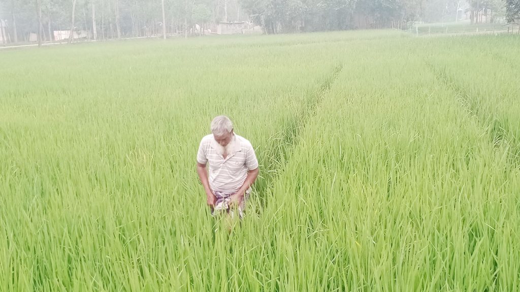 ঝিনাইগাতীতে চলতি ইরিবোরো মৌসুমে নেই সেচ সংকট লক্ষ্যমাত্রা ধান উৎপাদনের সম্ভাবনা
