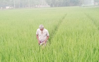 ঝিনাইগাতীতে চলতি ইরিবোরো মৌসুমে নেই সেচ সংকট লক্ষ্যমাত্রা ধান উৎপাদনের সম্ভাবনা