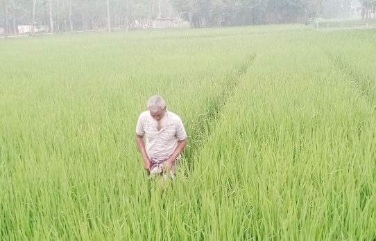 ঝিনাইগাতীতে চলতি ইরিবোরো মৌসুমে নেই সেচ সংকট লক্ষ্যমাত্রা ধান উৎপাদনের সম্ভাবনা