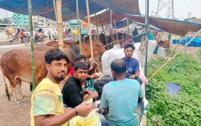 রাজধানীর হাজারীবাগ গরুর হাটে জমে উঠেছে কোরবানির পশুর বেচাকেনা