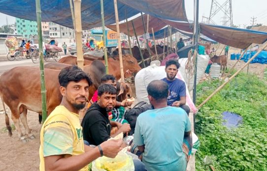 রাজধানীর হাজারীবাগ গরুর হাটে জমে উঠেছে কোরবানির পশুর বেচাকেনা