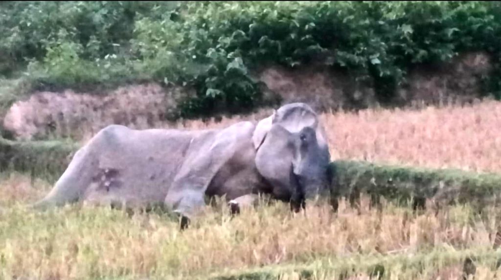 নাইক্ষ্যংছড়িতে মা হাতির মৃত্যু, কারণ অনুসন্ধানে বনবিভাগ