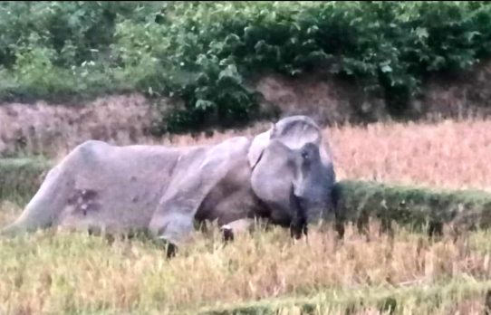 নাইক্ষ্যংছড়িতে মা হাতির মৃত্যু, কারণ অনুসন্ধানে বনবিভাগ