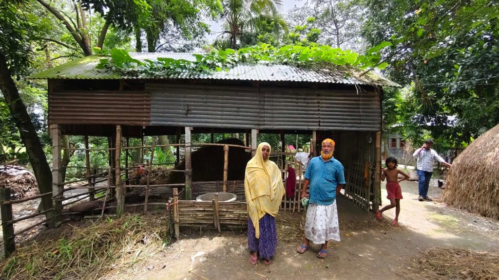 শাহজাদপুরে গোয়াল ঘর থেকে ৫ লাখ টাকা মূল্যের গরু চুরি  কৃষক পরিবারের হতাশা  