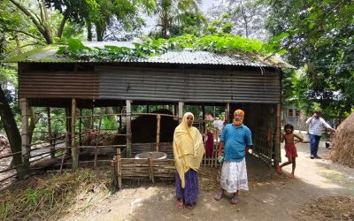 শাহজাদপুরে গোয়াল ঘর থেকে ৫ লাখ টাকা মূল্যের গরু চুরি  কৃষক পরিবারের হতাশা  