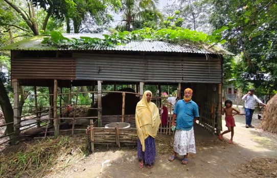 শাহজাদপুরে গোয়াল ঘর থেকে ৫ লাখ টাকা মূল্যের গরু চুরি  কৃষক পরিবারের হতাশা  
