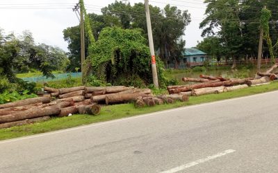 বরিশাল-কুয়াকাটা মহাসড়কে কাঠের ‘সিন্ডিকেট’-এর দৌরাত্ম্য! : ‎সড়ক দখলে বাড়ছে যানজট, বাড়ছে দুর্ঘটনার শঙ্কা