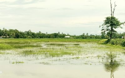 নদী খনন ও বাঁধের কবলে কৃষকের স্বপ্ন, পানিতে বিলীন শত শত বিঘা জমি