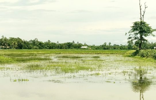 নদী খনন ও বাঁধের কবলে কৃষকের স্বপ্ন, পানিতে বিলীন শত শত বিঘা জমি